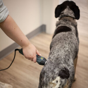 Dr. Easterling laser therapy on a dog patient